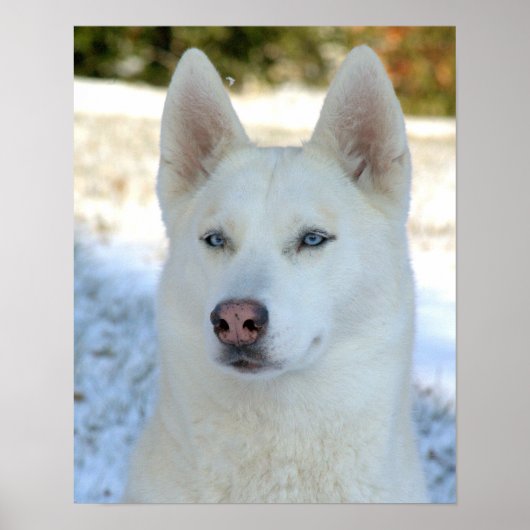 Affiche blanche de Husky Sibérien (Devant)