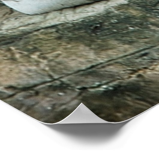 Affiche blanche du tigre du Bengale (Coin)