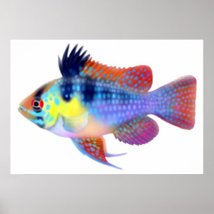 Affiche bleue allemande de Cichlid de nain de RAM