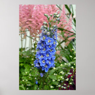 Affiche bleue de fleur de delphinium