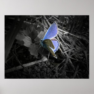 affiche bleue de papillon
