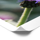 Affiche Bleue Rich Bleuet Fleur de Bachelor's Bee (Coin)