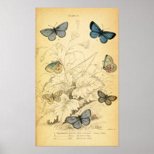 Affiche bleue vintage de papillons