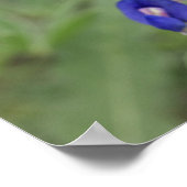 Affiche Bluebonnet (Coin)