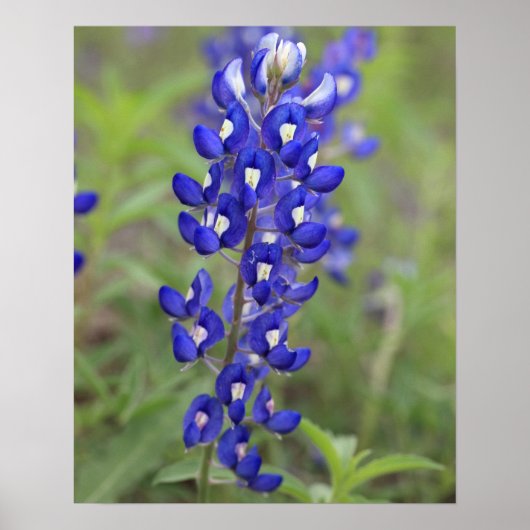 Affiche Bluebonnet (Devant)