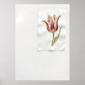 Affiche botanique à l'aquarelle de Tulipe Rouge (Devant)