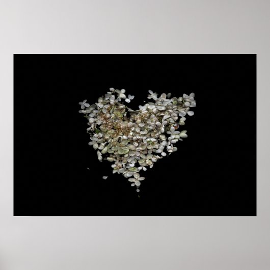 Affiche botanique Cœur d'hortensia (Devant)