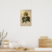 Affiche botanique d'anthurium (Cuisine)
