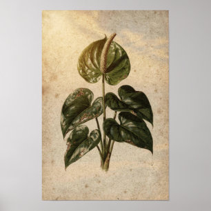 Affiche botanique d'anthurium