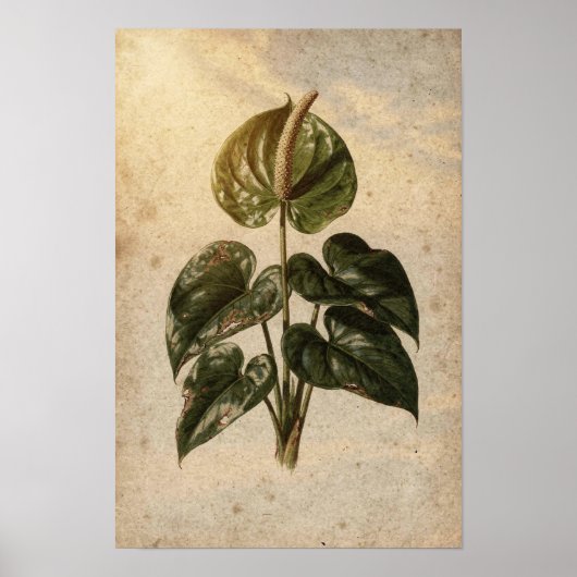 Affiche botanique d'anthurium (Devant)