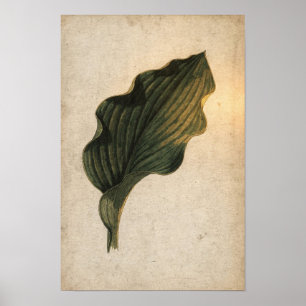 Affiche botanique de feuille d'Hosta vert profond