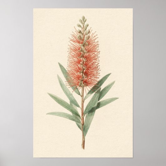 Affiche botanique de la fleur de brosse à bouteill (Devant)