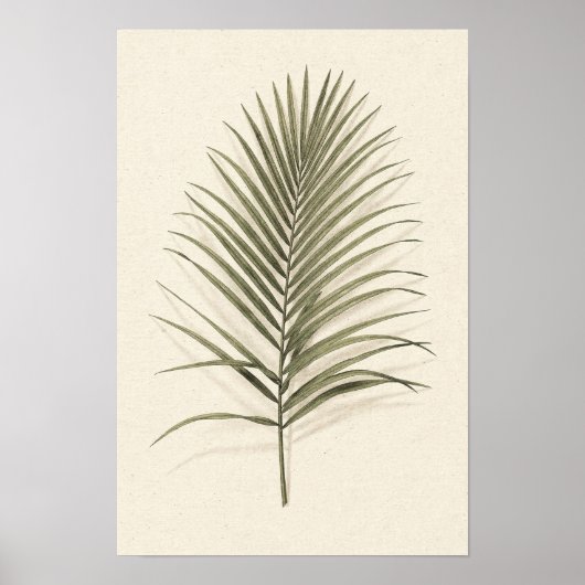 Affiche botanique de palme verte (Devant)