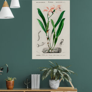 Affiche botanique d'orchidée Cattleya rose vintage