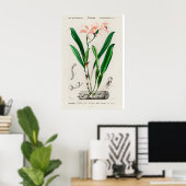 Affiche botanique d'orchidée Cattleya rose vintage (Bureau à domicile)