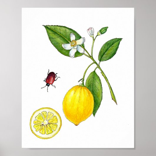 Affiche botanique du fruit citron à l'aquarelle (Devant)