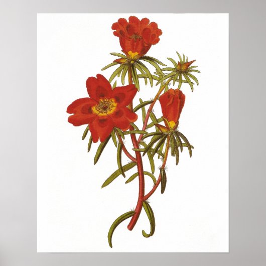 Affiche botanique vintage (Devant)