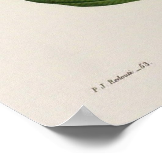 Affiche botanique vintage (Coin)