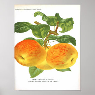 Affiche botanique vintage - Apple