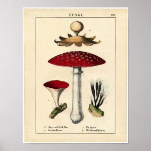 Affiche botanique vintage - champignon et