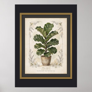 Affiche botanique vintage de figuier à feuilles de