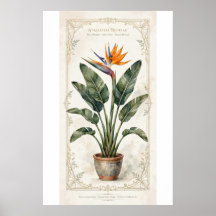 Affiche botanique vintage de l'oiseau de paradis