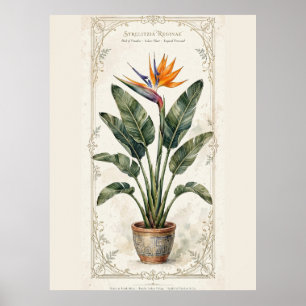 Affiche botanique vintage de l'oiseau de paradis