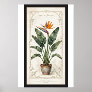 Affiche botanique vintage encadrée de l'oiseau de