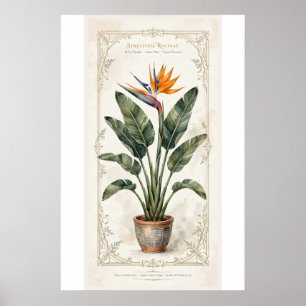 Affiche botanique vintage encadrée de l'oiseau de