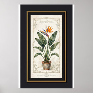 Affiche botanique vintage encadrée de l'oiseau de