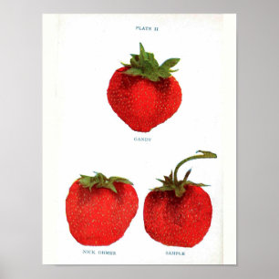 Affiche botanique vintage - fraise