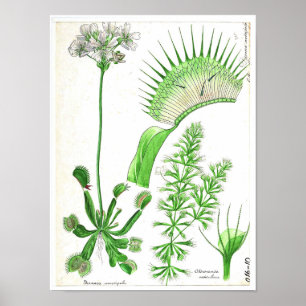 Affiche botanique vintage - plante carnivore