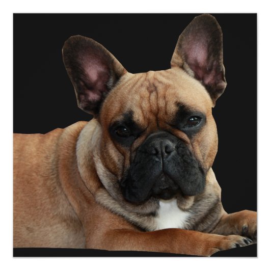 Affiche Boudogue Français (Devant)