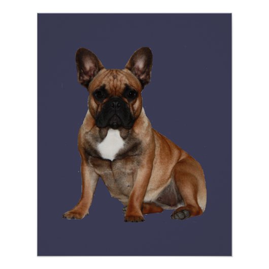 Affiche Bouledogues Français (Devant)