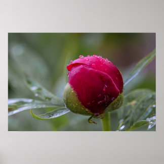 Affiche Bourgeon de Pivoine Après la Pluie Photogr