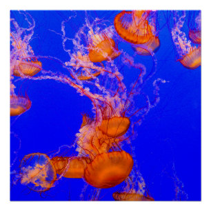 Affiche brillante Méduse Orange Art de l'Océan B