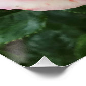 Affiche brillante Rose rose (Coin)