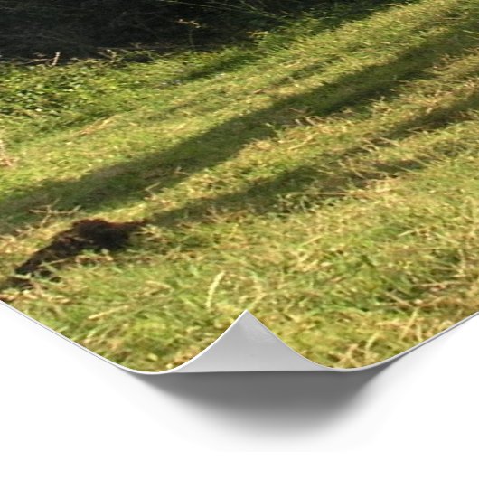 Affiche Bull Elephant (Coin)