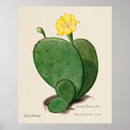 Affiche Cactus 3 (Devant)