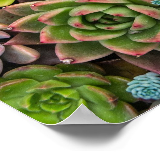 Affiche Cactus Succulents (Coin)