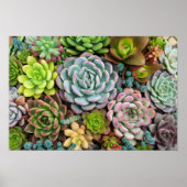 Affiche Cactus Succulents (Devant)