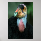 Affiche California Condor (Devant)