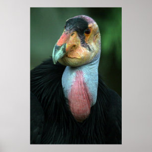 Affiche California Condor