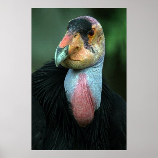 Affiche California Condor (Devant)