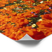 Affiche California Poppies FROM 8.99 (Coin)