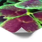 Affiche CALISTA dans le CLOVER (Coin)