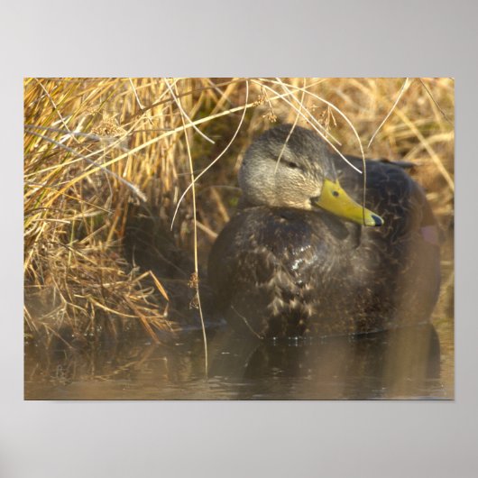 Affiche Canard Noir Américain (Devant)