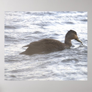 Affiche Canard Noir dans l'Océan