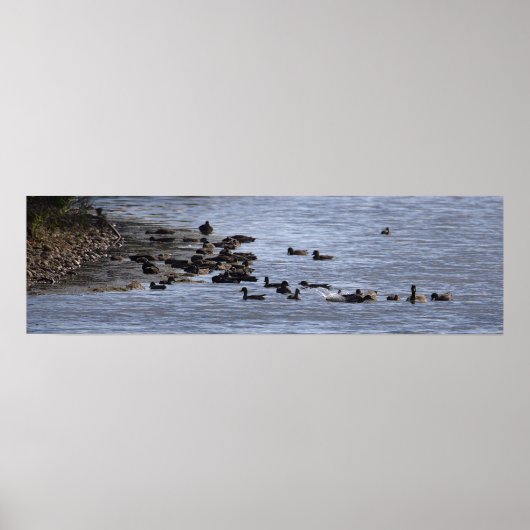 Affiche Canards dans l'Eau (Devant)
