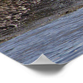Affiche Canards dans l'Eau (Coin)